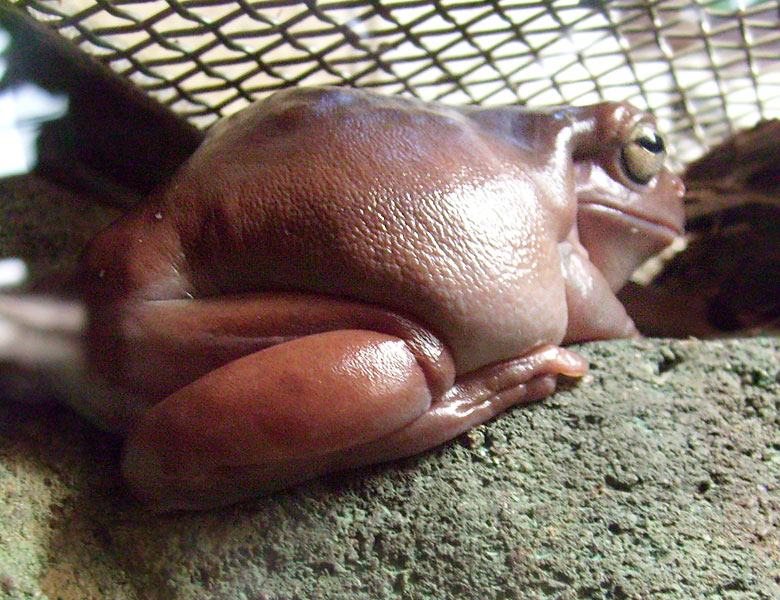 Korallenfingerlaubfrosch im Zoo Wuppertal im Dezember 2008