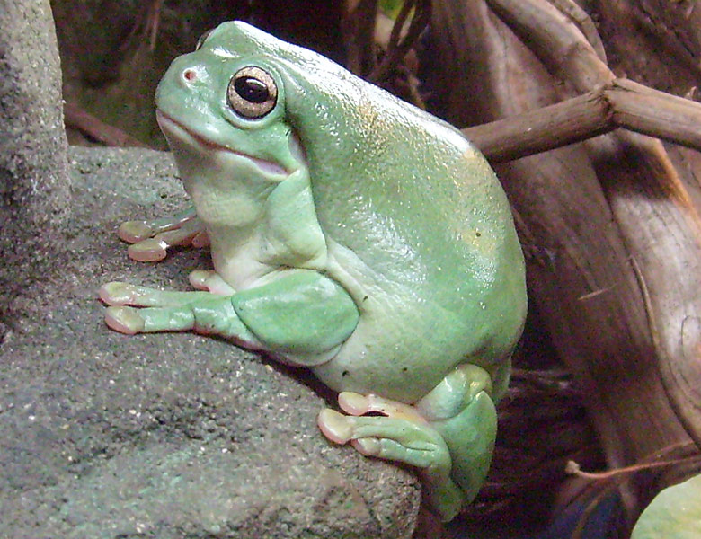 Korallenfingerlaubfrosch im Wuppertaler Zoo im Dezember 2008