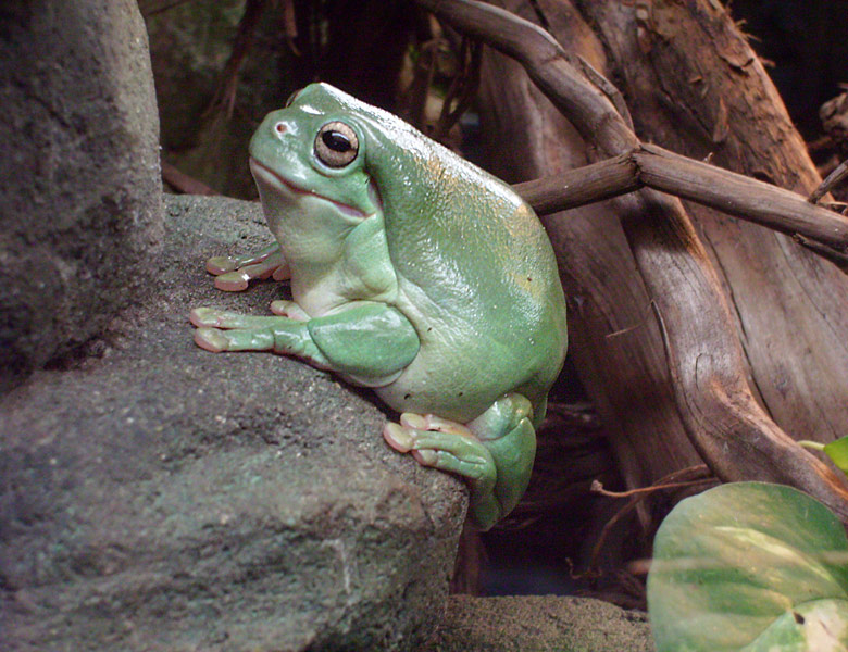 Korallenfingerlaubfrosch im Zoologischen Garten Wuppertal im Dezember 2008