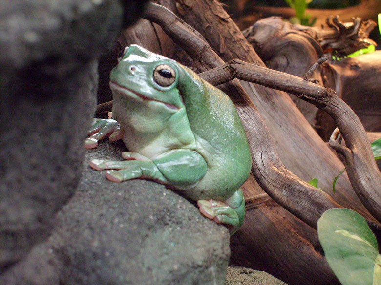 Korallenfingerlaubfrosch im Zoo Wuppertal im Dezember 2008