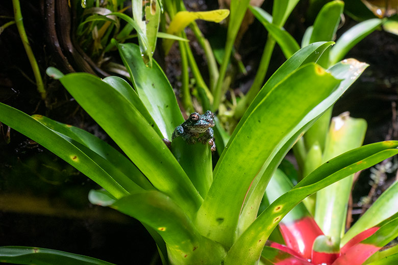 San Martin Fransenlaubfrosch am 2. November 2023 in einem Schaugehege im Aquarium im Wuppertaler Zoo