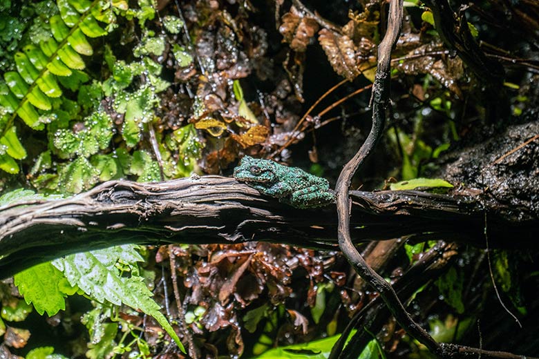 San Martin Fransenlaubfrosch am 2. November 2023 in einem Schaugehege im Aquarium im Grünen Zoo Wuppertal