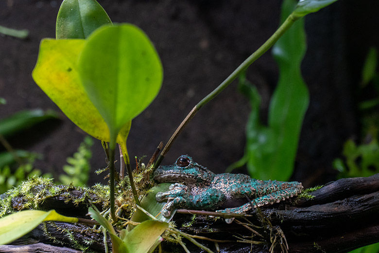 San Martin Fransenlaubfrosch am 13. Februar 2024 in einem Schaugehege im Aquarium im Grünen Zoo Wuppertal