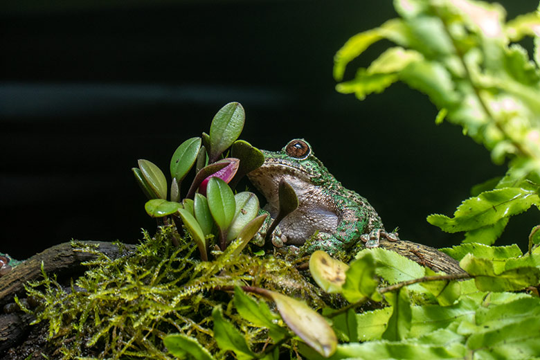 San Martin Fransenlaubfrosch am 13. Februar 2024 in einem Schaugehege im Aquarium im Zoo Wuppertal