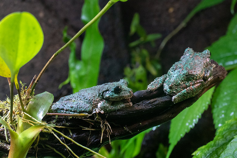 Zwei der zehn San Martin Fransenlaubfrösche am 16. Februar 2024 in einem Schaugehege im Aquarium im Wuppertaler Zoo