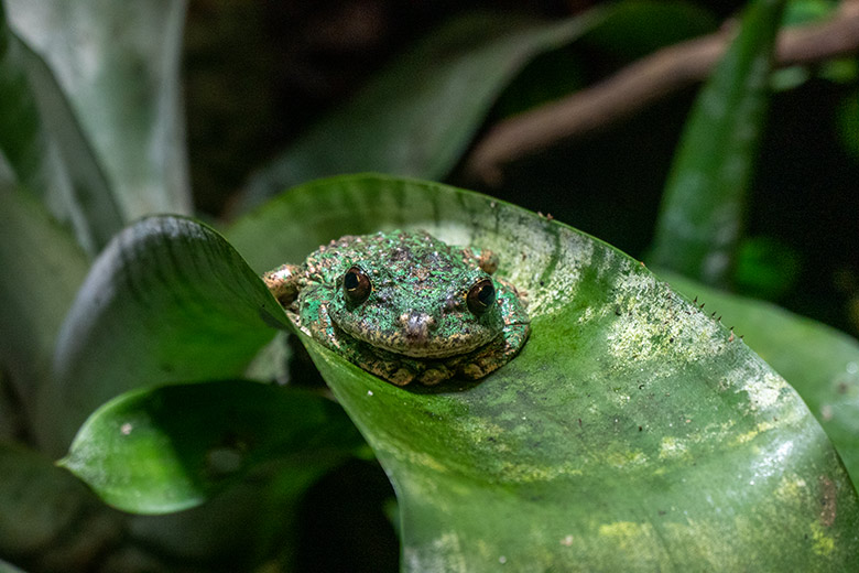 Einer der zehn San Martin Fransenlaubfrösche am 16. Februar 2024 in einem Schaugehege im Aquarium im Grünen Zoo Wuppertal