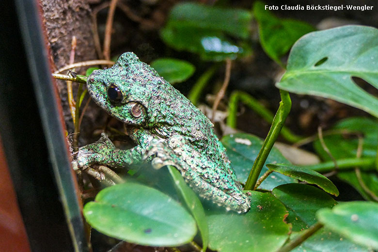 San-Martin-Fransen-Laubfrosch am 25. Juni 2024 in einem Schaugehege im Terrarium im Zoologischen Garten der Stadt Wuppertal (Foto Claudia Böckstiegel-Wengler)