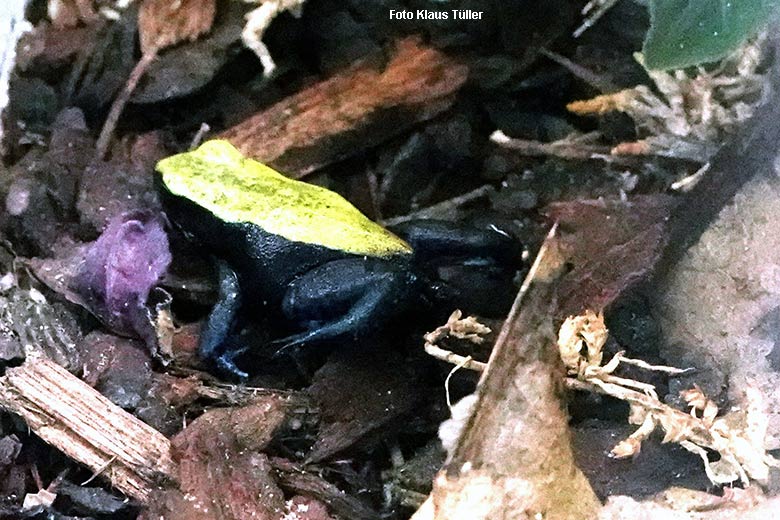 Blaubeiniges Buntfröschchen (Mantella expectata) am 26. Dezember 2021 in einem Schaugehege in der Nachzuchtstation im Zoologischen Garten Wuppertal (Foto Klaus Tüller)