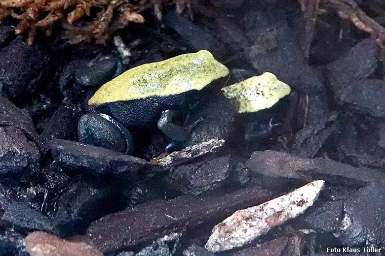 Blaubeinige Buntfröschchen am 30. Dezember 2021 in der Nachzuchtstation im Grünen Zoo Wuppertal (Foto Klaus Tüller)