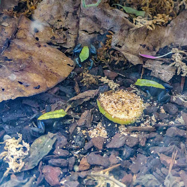 Blaubeinige Buntfröschchen am 9. Januar 2022 in der Nachzuchtstation im Wuppertaler Zoo