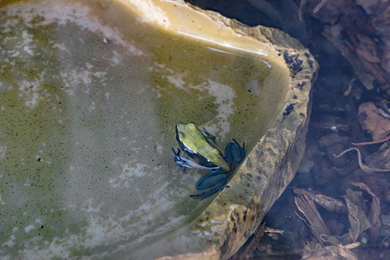 Blaubeiniges Buntfröschchen am 10. Januar 2022 in der Nachzuchtstation im Grünen Zoo Wuppertal