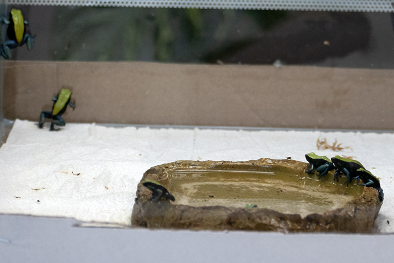 Blaubeinige Buntfröschchen am 18. März 2022 in einem Glas-Terrarium in der Nachzucht-Station im Zoologischen Garten Wuppertal