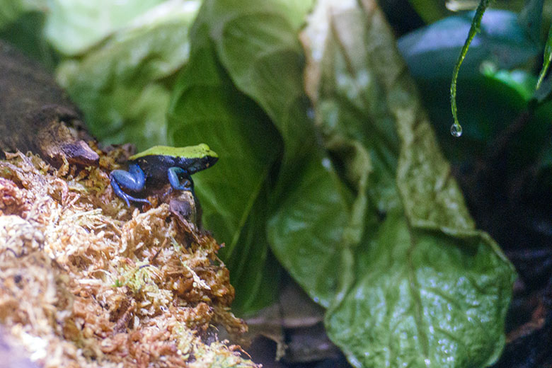 Blaubeiniges Buntfröschchen am 5. Oktober 2022 in einem Schau-Terrarium im Aquarium im Grünen Zoo Wuppertal