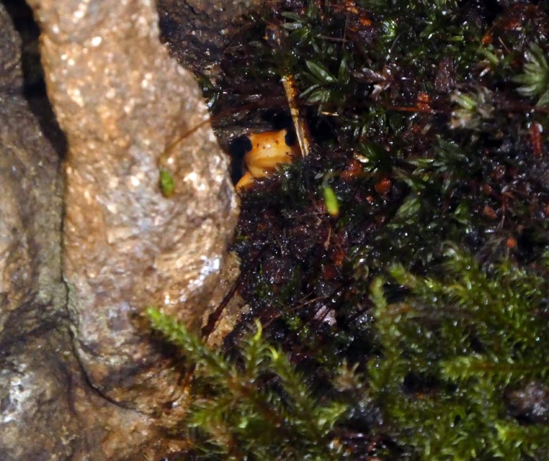 Goldfröschchen am 14. April 2018 im Terrarium im Grünen Zoo Wuppertal