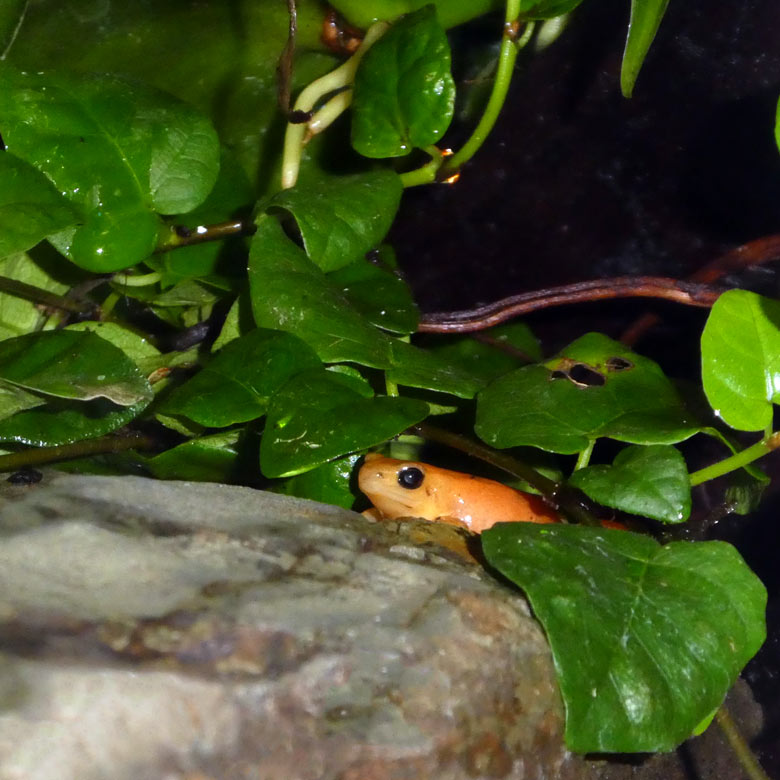 Goldfröschchen am 15. April 2018 im Terrarium im Zoologischen Garten Wuppertal