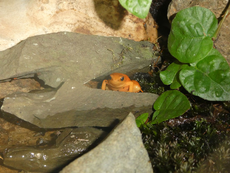 Goldfröschchen am 21. April 2018 im Terrarium im Wuppertaler Zoo