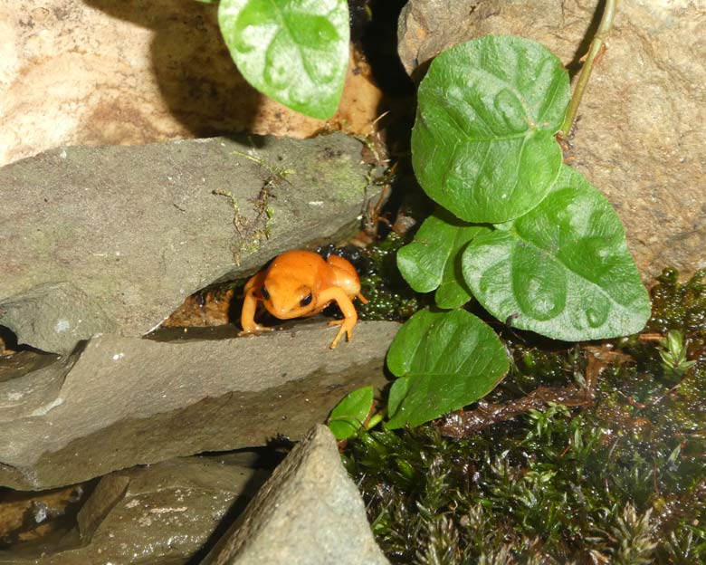 Goldfröschchen am 21. April 2018 im Terrarium im Zoologischen Garten der Stadt Wuppertal