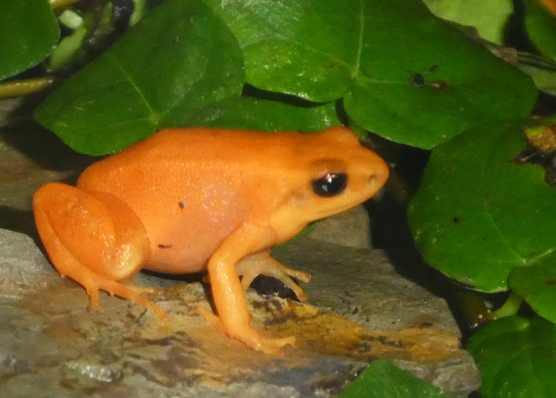 Goldfröschchen am 28. April 2018 im Terrarium im Zoologischen Garten Wuppertal