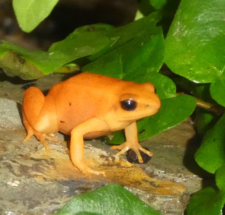 Goldfröschchen am 28. April 2018 im Terrarium im Wuppertaler Zoo