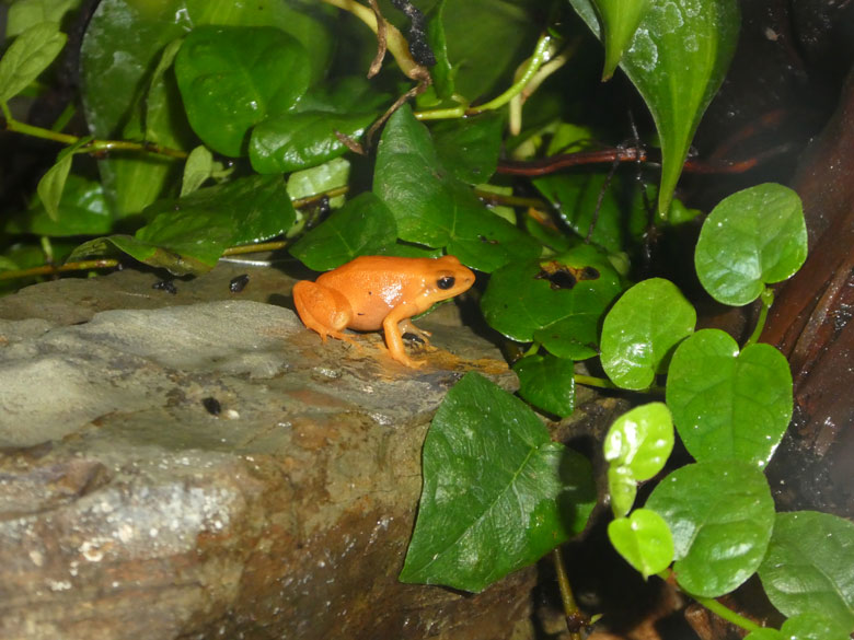 Goldfröschchen am 28. April 2018 im Terrarium im Zoo Wuppertal