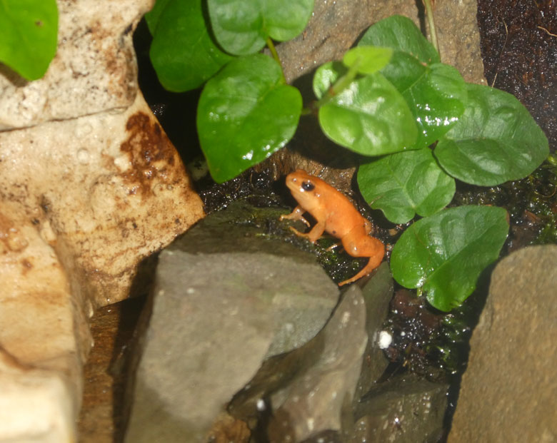 Goldfröschchen am 28. April 2018 im Terrarium im Zoologischen Garten der Stadt Wuppertal