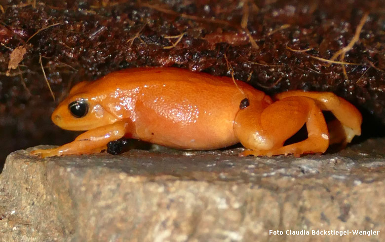 Goldfröschchen am 5. Mai 2018 im Terrarium im Grünen Zoo Wuppertal (Foto Claudia Böckstiegel-Wengler)