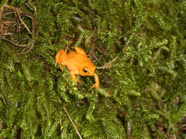 Goldfröschchen am 30. Mai 2018 im Terrarium im Zoologischen Garten Wuppertal