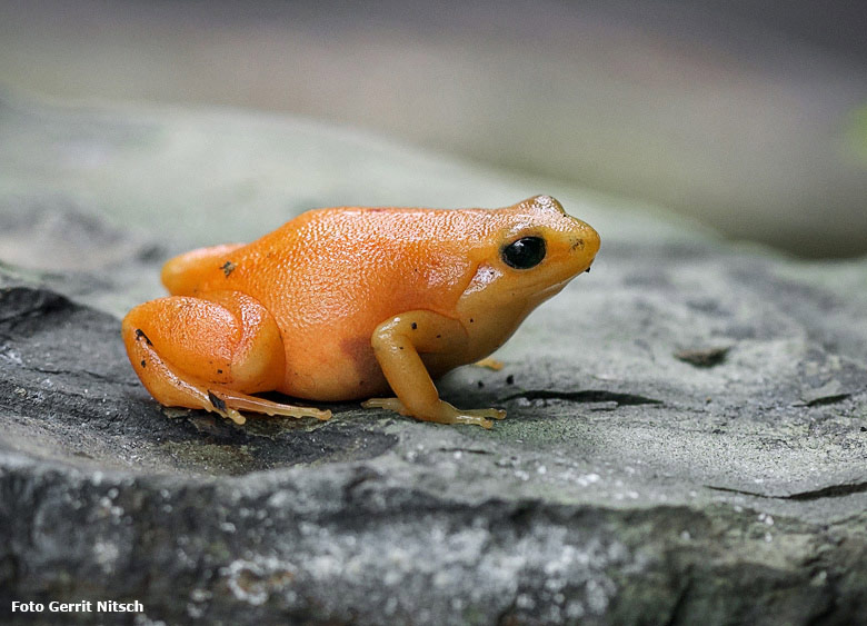 Goldfröschchen am 24. August 2018 im Terrarium im Grünen Zoo Wuppertal (Foto Gerrit Nitsch)