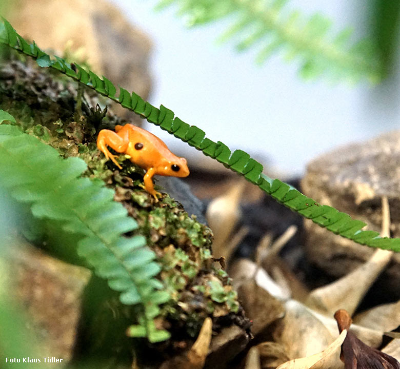 Goldfröschchen am 12. April 2019 im Terrarium im Grünen Zoo Wuppertal (Foto Klaus Tüller)