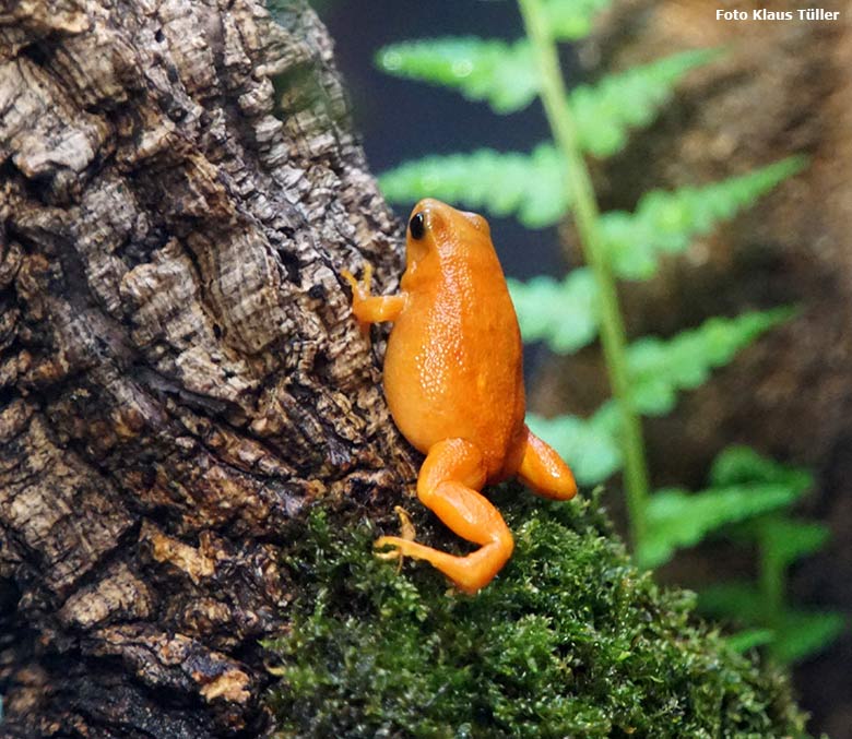 Goldfröschchen am 14. August 2019 im Terrarium im Wuppertaler Zoo (Foto Klaus Tüller)