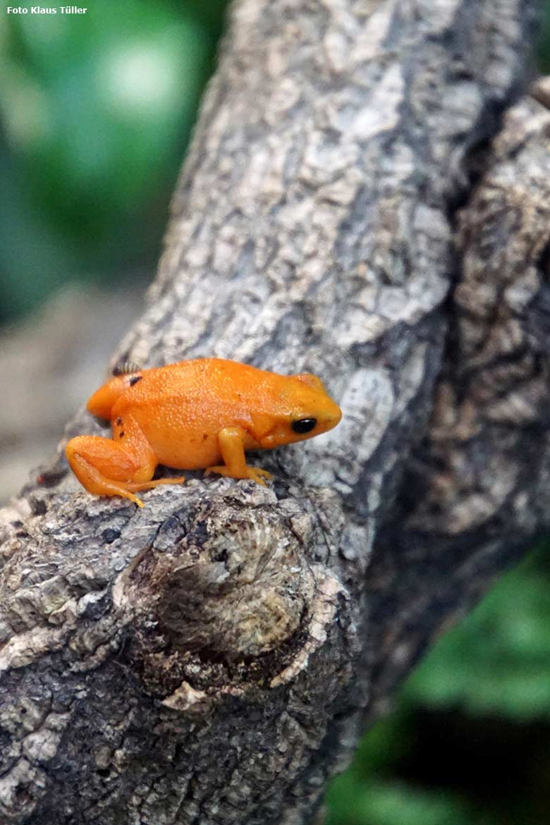 Goldfröschchen am 15. Oktober 2019 im Terrarium im Grünen Zoo Wuppertal (Foto Klaus Tüller)