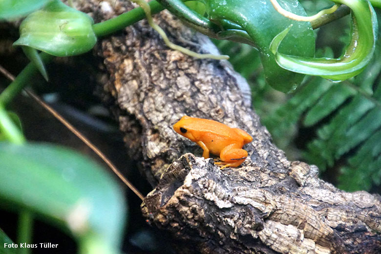 Goldfröschchen am 17. Februar 2020 im Terrarium im Grünen Zoo Wuppertal (Foto Klaus Tüller)