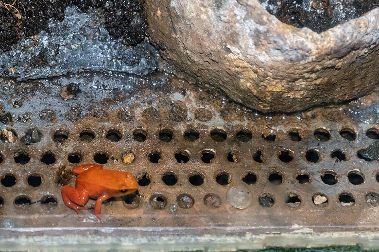 Goldfröschchen am 26. Januar 2024 im Terrarium im Wuppertaler Zoo