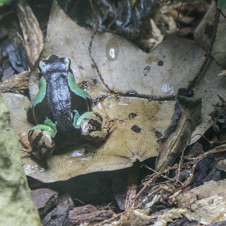 Madagaskar-Buntfröschchen am 4. Januar 2022 in der Nachzuchtstation im Zoologischen Garten Wuppertal