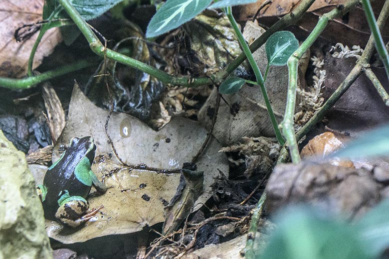 Madagaskar-Buntfröschchen am 4. Januar 2022 in der Nachzuchtstation im Wuppertaler Zoo