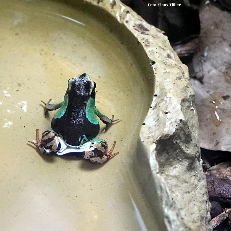 Madagaskar-Buntfröschchen am 8. Januar 2022 in der Nachzuchtstation im Grünen Zoo Wuppertal (Foto Klaus Tüller)