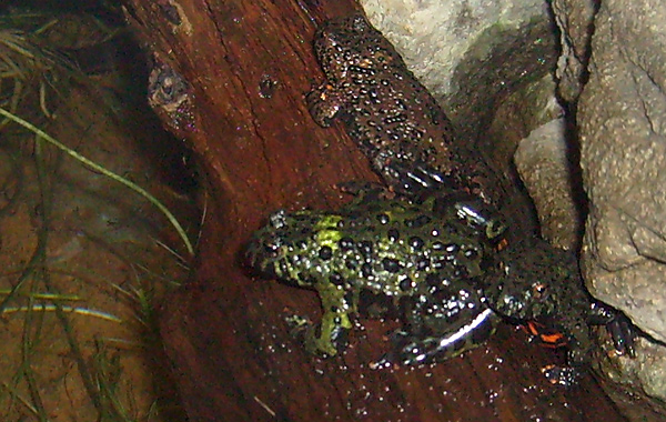 Chinesische Rotbauchunken im Wuppertaler Zoo im November 2008