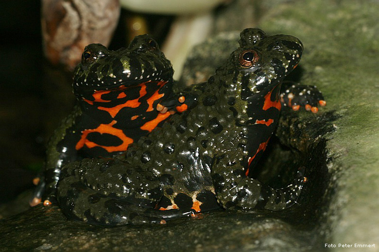 Chinesische Rotbauchunken im Wuppertaler Zoo im Oktober 2007 (Foto Peter Emmert)