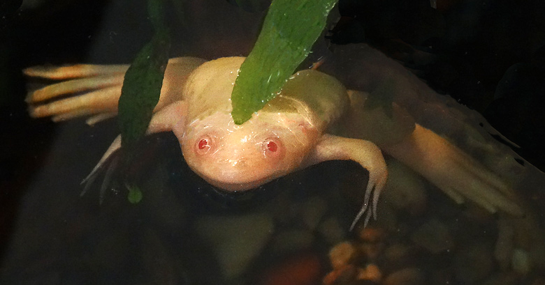 Krallenfrosch am 7. April 2016 im Terrarium im Zoologischen Garten der Stadt Wuppertal