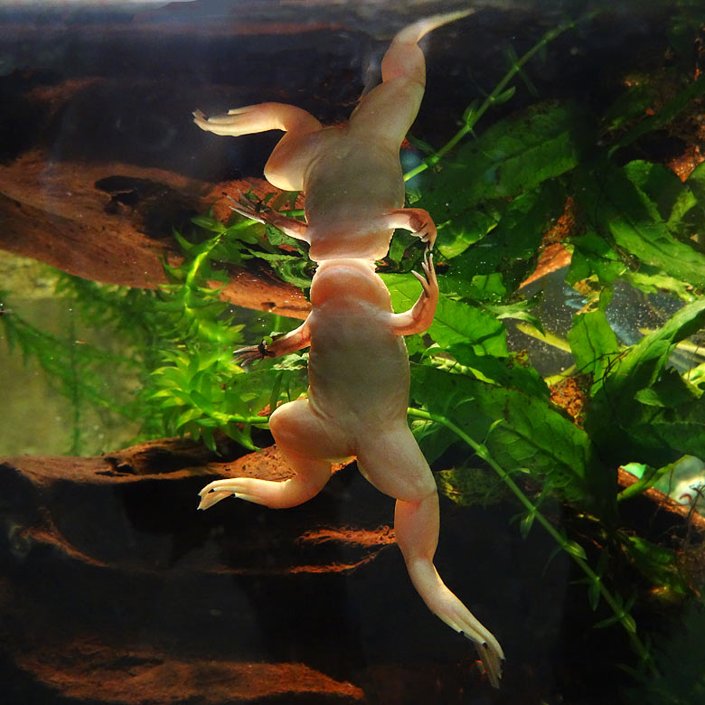 Krallenfrosch am 7. April 2016 im Terrarium im Grünen Zoo Wuppertal