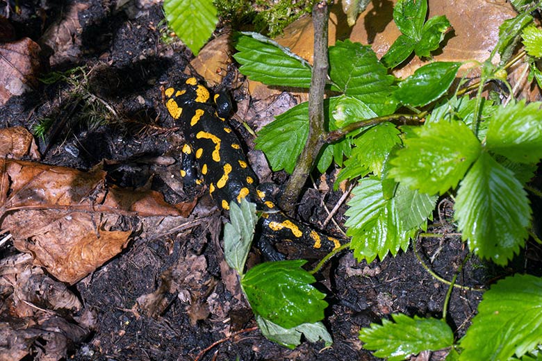 Feuersalamander am 26. Mai 2024 in der Anlage links neben der Anlage für den Schneeleopard im Zoologischen Garten der Stadt Wuppertal