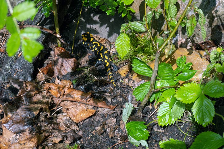 Feuersalamander am 26. Mai 2024 in der Anlage links neben der Anlage für den Schneeleopard im Zoo Wuppertal