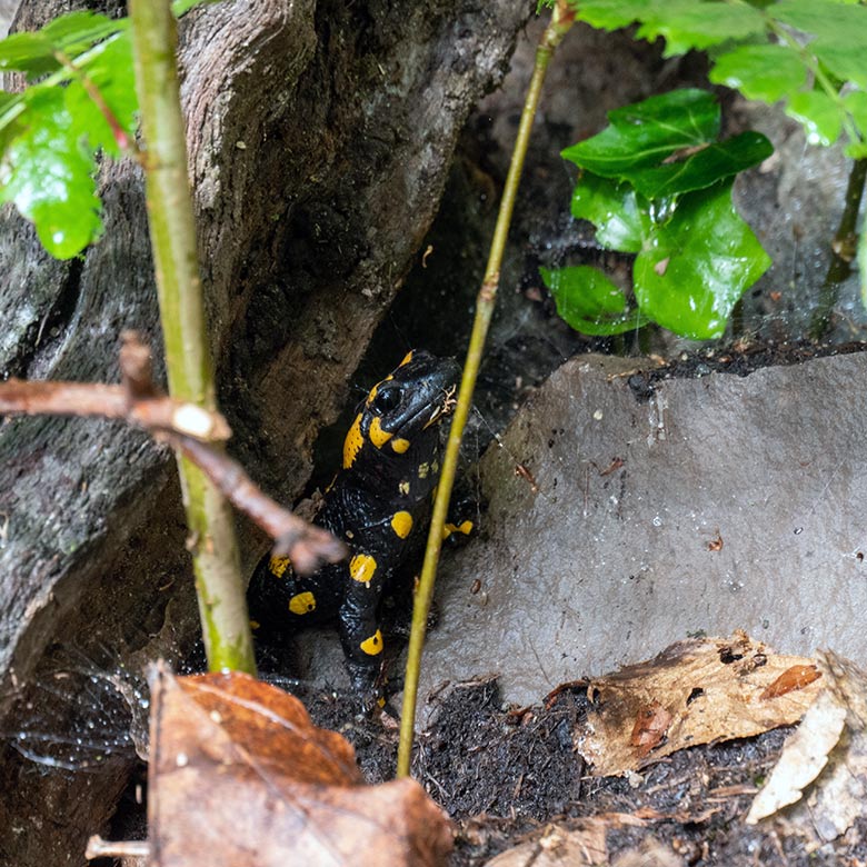 Feuersalamander am 26. Mai 2024 in der Anlage links neben der Anlage für den Schneeleopard im Zoologischen Garten Wuppertal