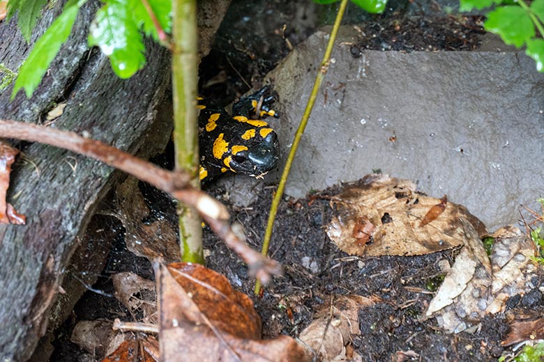 Feuersalamander am 26. Mai 2024 in der Anlage links neben der Anlage für den Schneeleopard im Zoo Wuppertal