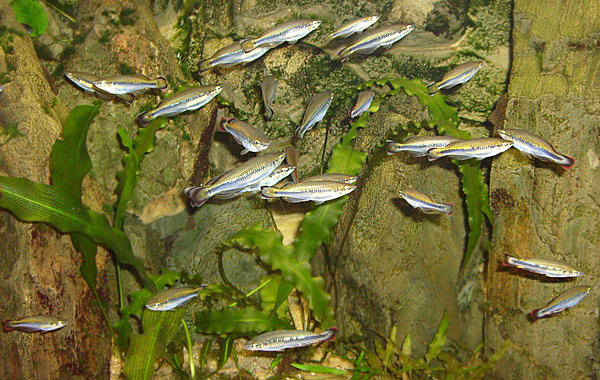 Rotschwanz-Ährenfische im Wuppertaler Zoo im Januar 2009
