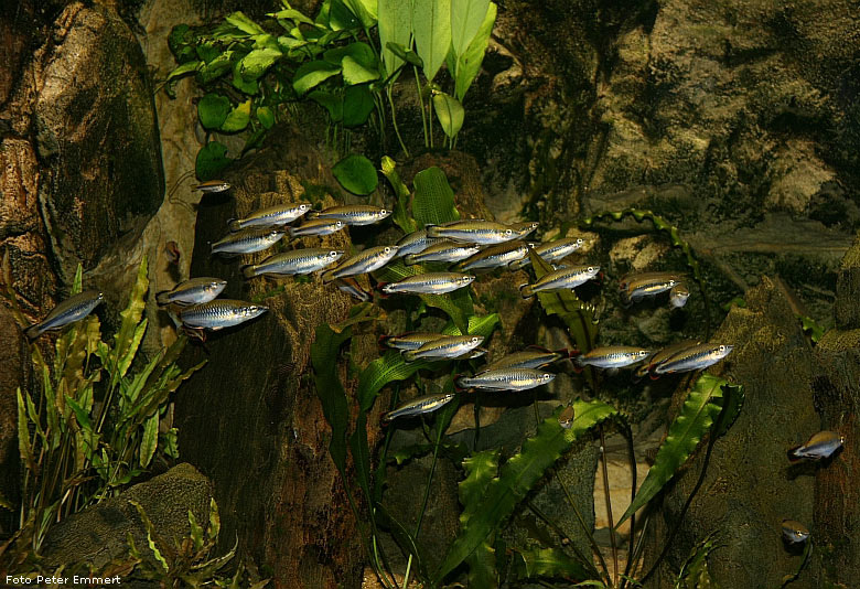 Rotschwanz-Ährenfische im Zoo Wuppertal im Februar 2009 (Foto Peter Emmert)