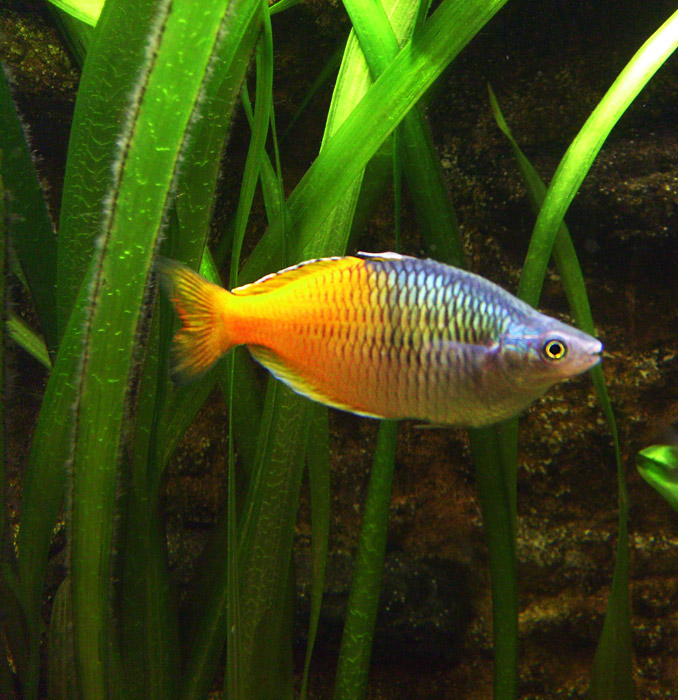 Boesemans Regenbogenfisch (Melanotaenia boesemani) im Wuppertaler Zoo im Mai 2010