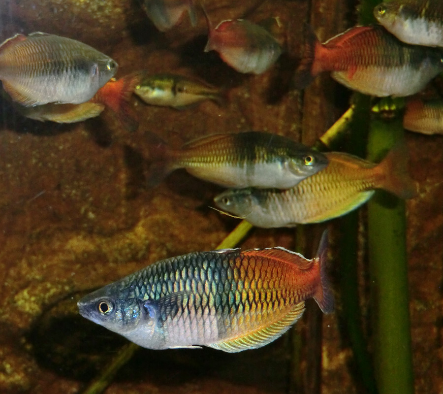 Boesemans Regenbogenfisch im Zoologischen Garten Wuppertal am 7. Februar 2012