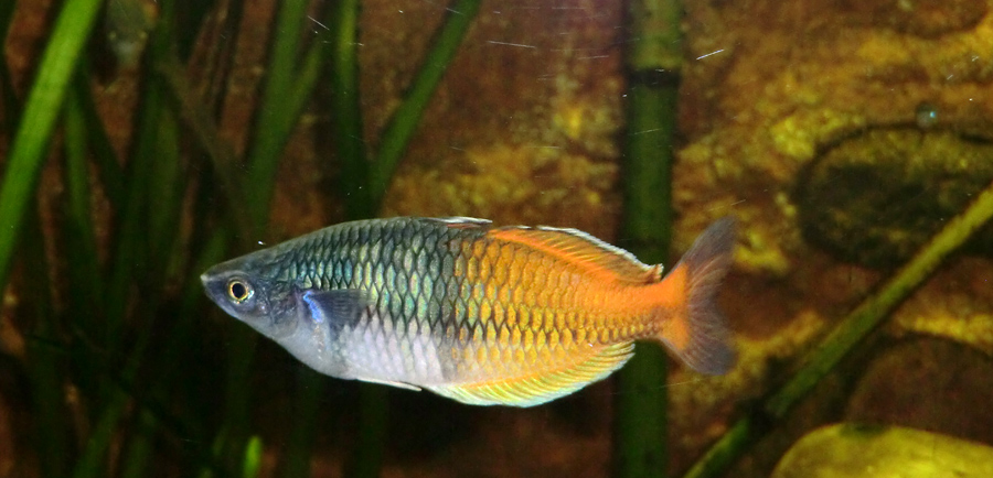 Boesemans Regenbogenfisch im Zoo Wuppertal am 7. Februar 2012