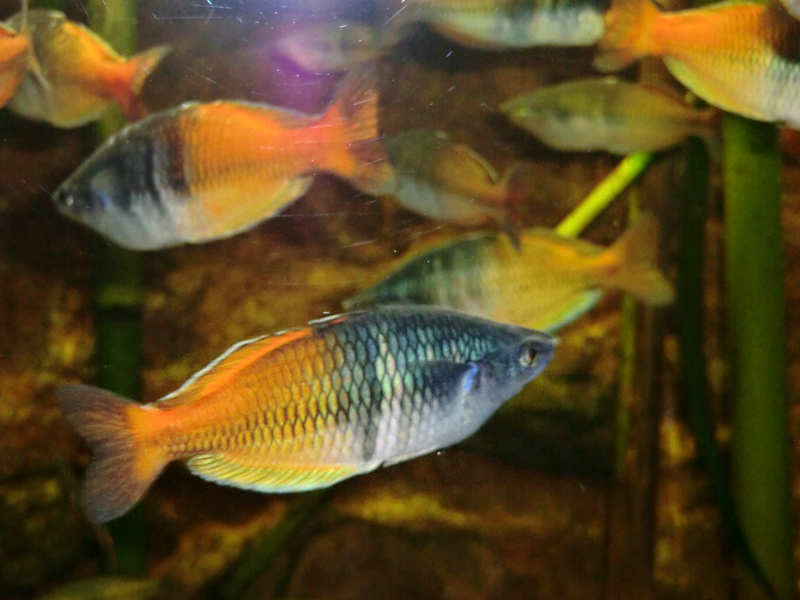 Boesemans Regenbogenfisch im Wuppertaler Zoo am 7. Februar 2012